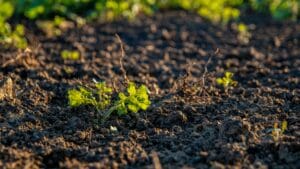 Turning Waste into Soil Wealth: The Role of Fish in Regenerative Agriculture