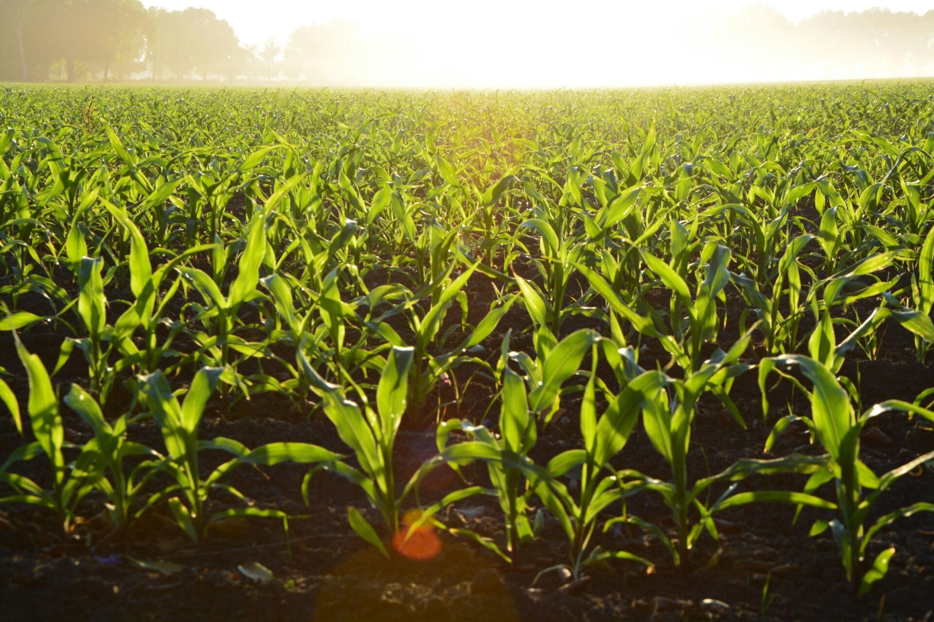 Healthy soil, resilient Farms: Absorbing more rain, holding more water